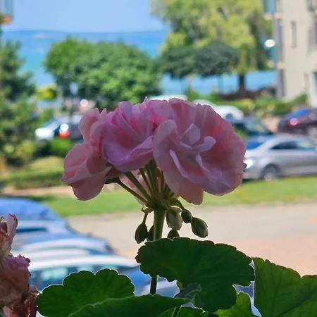 White Rose Luxury Balaton Apartmán Siófok